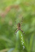 Wasp spider, animals, insects, spider, (Argiope bruennichi), spider web, wheel web spiders,