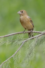Blue Grosbeak (Passerina caerulea) female perched on a branch, Texas, USA