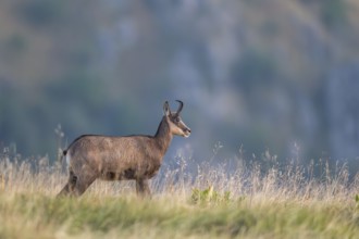 Chamois (Rupicapra rupicapra) on a meadow in the Vosges Mountains, wildlife, France