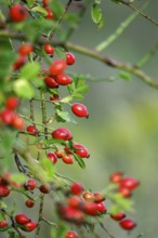 Dog rose (Rosa canina), late summer, Saxony, Germany