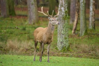 A deer in the forest, surrounded by trees and grass in a quiet forest clearing, red deer (Cervus