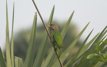 Brown-headed Barbet (Psilopogon zeylanicus) perched on a branch in a tropical garden, Sreepur,