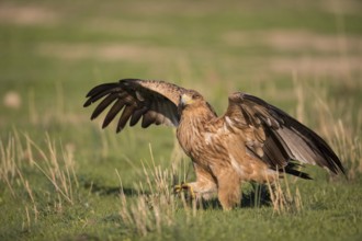 Juvenile Iberian Eagle (Aquila adalberti), Spanish imperial eagle, Extremadura, Castilla La Mancha,