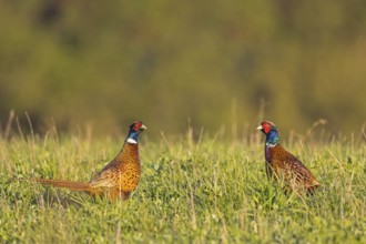 Pheasant (Phasianus colchicus), Faisan de Colchide, Faisan de chasse, Faisán Vulgar, Male, Cock,