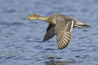 Northern Pintail (Anas acuta) female flying, British Columbia, Canada