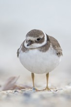 Common Ringed Plover (Charadrius hiaticula) juvenile, Schleswig-Holstein, Germany
