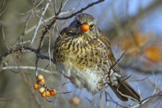 Fieldfare (Turdus pilaris) feeding on berries of Common sea buckthorn (Hippophae rhamnoides),