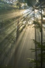 Sunbeams break through the trees of a peaceful forest shrouded in morning light and mist, summer,