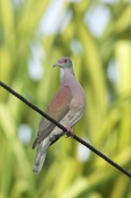 Pale-vented Pigeon Patagioenas cayennensis Quepos, Costa Rica 18 October Adult Columbidae