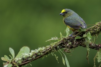 Olive-backed Euphonia (Euphonia gouldi) perched on a branch in Costa Rica