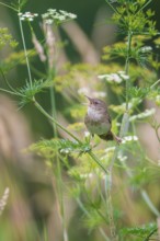 River Warbler (Locustella fluviatilis) singing, Saxony, Germany