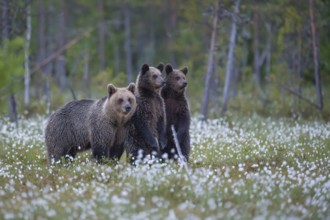 Eurasian Brown Bear (Ursus arctos) mother with two upright standing cubs, Finland