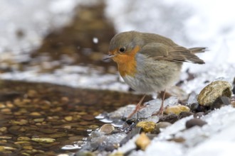 European Robin (Erithacus rubecula) on an snowy creek, Mecklenburg-Western Pomerania, Germany