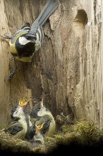 Great Tit (Parus major), Saxony, Germany
