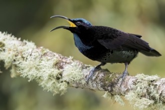 Paradise Riflebird (Ptiloris paradiseus) perched on a branch in eastern Australia