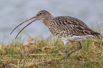 Eurasian Curlew (Numenius arquata), Netherlands