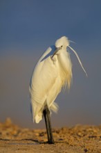 Little Egret, Egretta garzetta, Israel