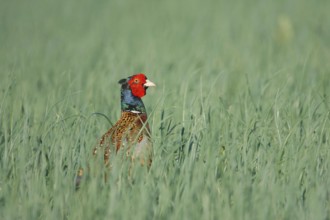 Common Pheasant (Phasianus colchicus) male, Baden-Wuerttemberg, Germany
