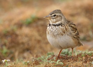 Calandra Lark (Melanocorypha calandra), La Serena, Spain