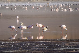 A serene scene of flamingos wading in the tranquil waters of Laguna Grande, Catamarca, Argentina.
