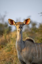 Greater kudu (Tragelaphus strepsiceros) in dry grass, adult female in evening light, alert, animal