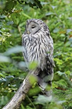 Ural owl (Strix uralensis), captive, Switzerland