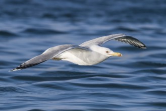 Caspian Gull (Larus cachinnans) flying, Eilat, Israel