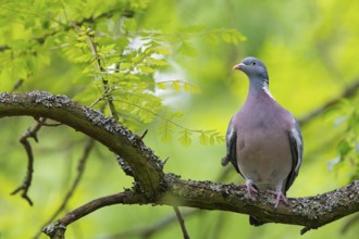 Wood pigeon, animals, birds, pigeon, pigeon family, (Columba palumbus), Pigeon ramier, Mannheim,