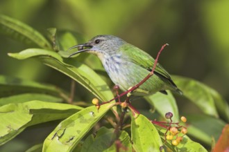 Shining Honeycreeper (Cyanerpes lucidus) female, Costa Rica