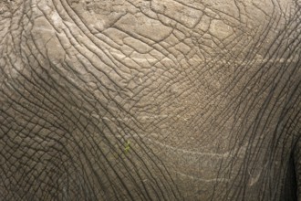 A detailed close-up of elephant skin, highlighting its unique texture and intricate patterns.