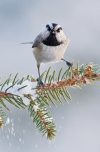Mountain Chickadee (Poecile gambeli), New Mexico, USA