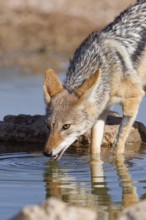 Black-backed jackal (Lupulella mesomelas), adult animal, reflected in the water, drinking at a