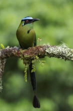 Andean / Highland Motmot (Momotus aequatorialis) perched on a branch in the Andes Mountains of