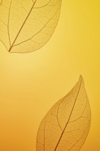 Close-up of intricate leaf skeletons set against a warm amber background. The delicate veining