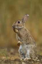 Rabbit (Oryctolagus cuniculus) adult animal in a farmland field in summer, England, United Kingdom