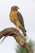 Red-shouldered Hawk (Buteo lineatus), Florida, USA