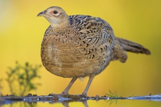 Common Pheasant (Phasianus colchicus) female, Rhineland-Palatinate, Germany