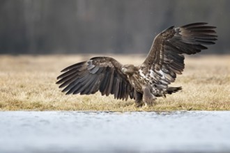 White-tailed Eagle (Haliaeetus albicilla) at an ice rink, Poland
