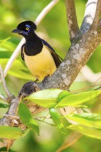 Plush-crested jay (Cyanocorax chrysops) Pantanal Brazil