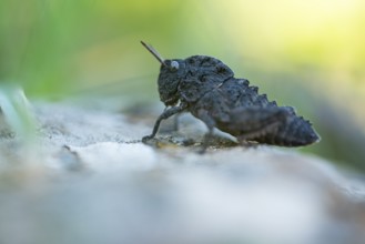 Detailed macro photography of a dark grasshopper belonging to the Pamphagidae family, perched on a