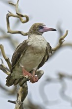 Red-footed Booby (Sula sula), Hawaii, USA