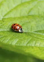 Asian lady beetle (Harmonia axyridis), multicoloured or harlequin ladybird on leaf, North