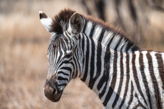 Plains zebra (Equus quagga), young animal, animal portrait, Kruger National Park, South Africa