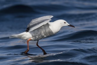 Indian Silverbill (Euodice malabarica), Eilat, Israel