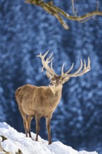 Red deer (Cervus elaphus) stag on a snowy meadow in the mountains in tirol, Kitzbühel, Wildpark