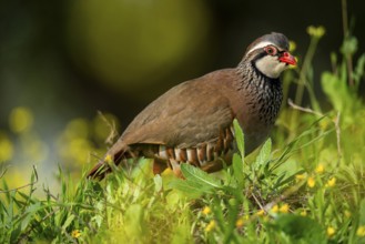 A red-legged partridge stands gracefully amidst vibrant green foliage and yellow flowers,