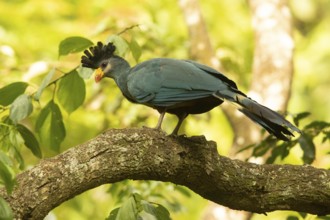 Great Blue Turaco (Corythaeola cristata), Kakamega Forest, Kenya