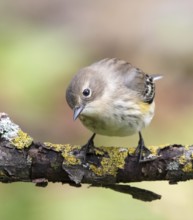 A fall plumage Yellow-rumped Warbler, Setophaga coronata, perched on a branch in the fall in