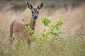 Female roe deer (Capreolus capreolus) in a meadow, grazing on a leaf, feeding, browsing, Vechta,