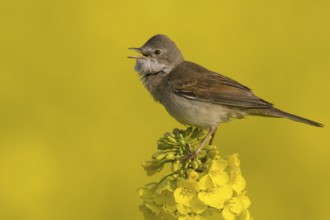 Common Whitethroat (Sylvia communis) singing, Lower Saxony, Germany
